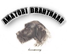 Amatori Deutsch Drahthaar